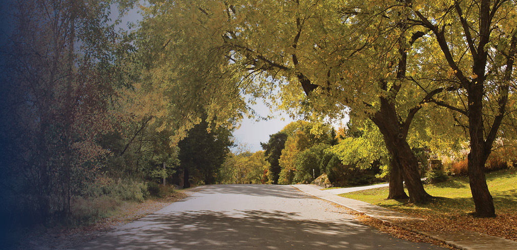 Street with trees on either side