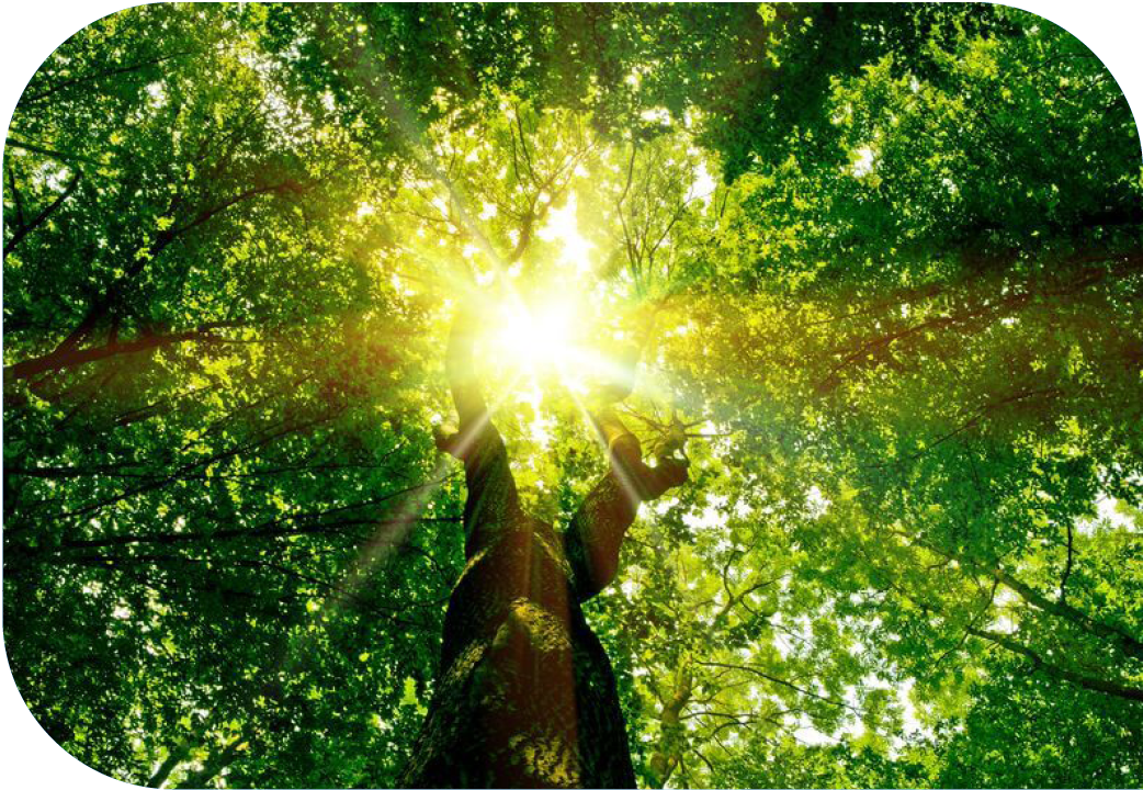 Looking up through tree top with sun shining through.