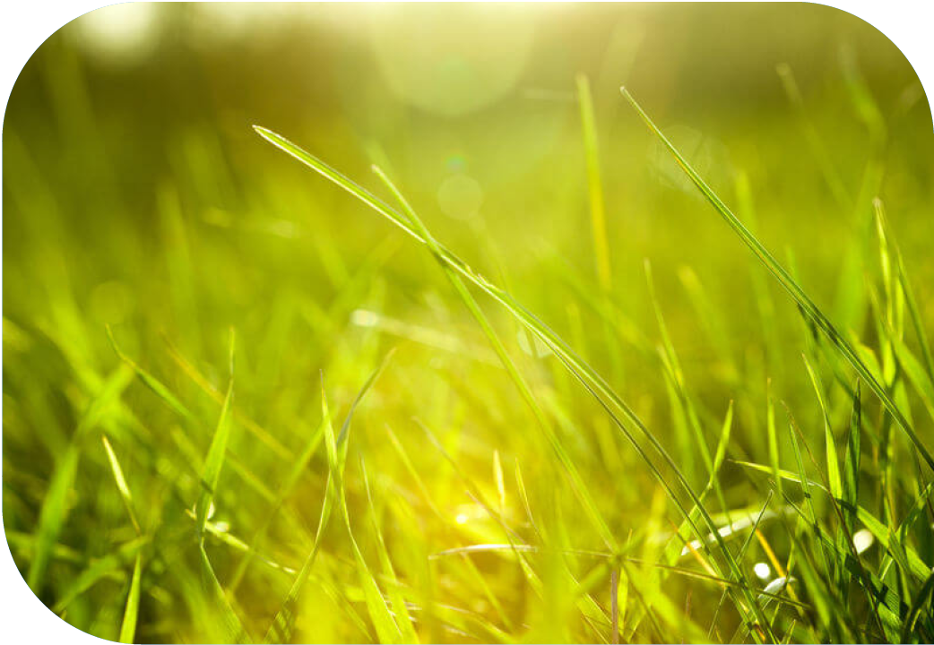 Close up of field of grass.