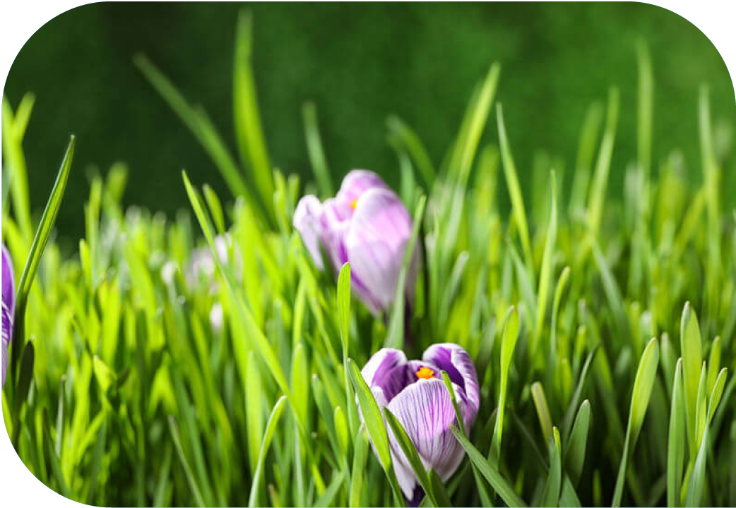 Close up of crocus growing in a field.