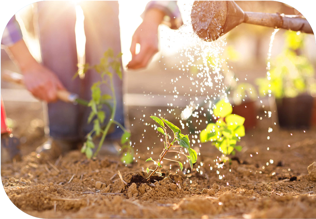 Close up of plants being watered in a garden.