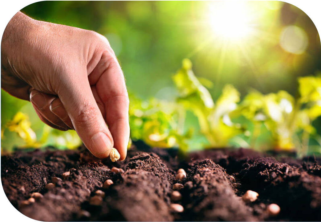 Close up of hand planting rows of seeds.
