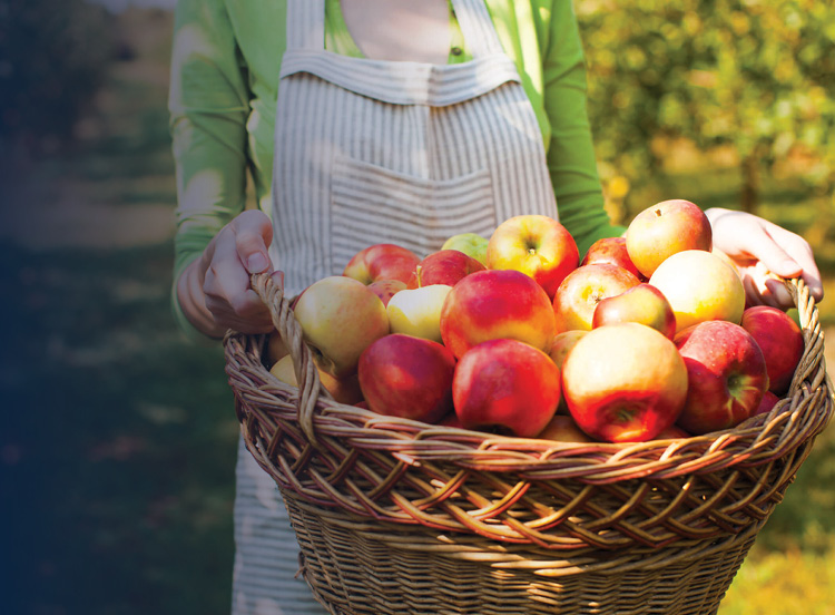 A woman holding a basket of apples.