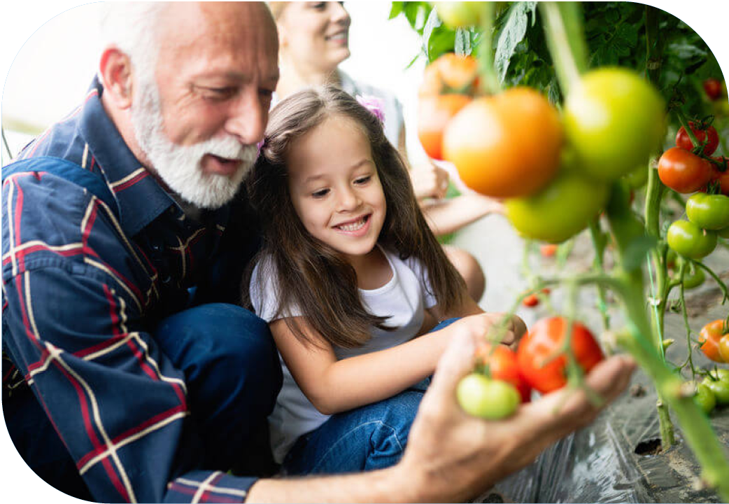 Grandfather and young granddaughter picking tomatoes in garden